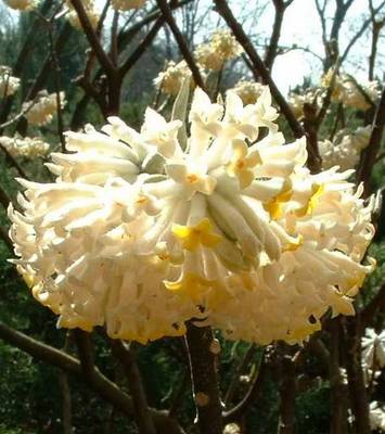 EDGEWORTHIA CHRYSANTHA